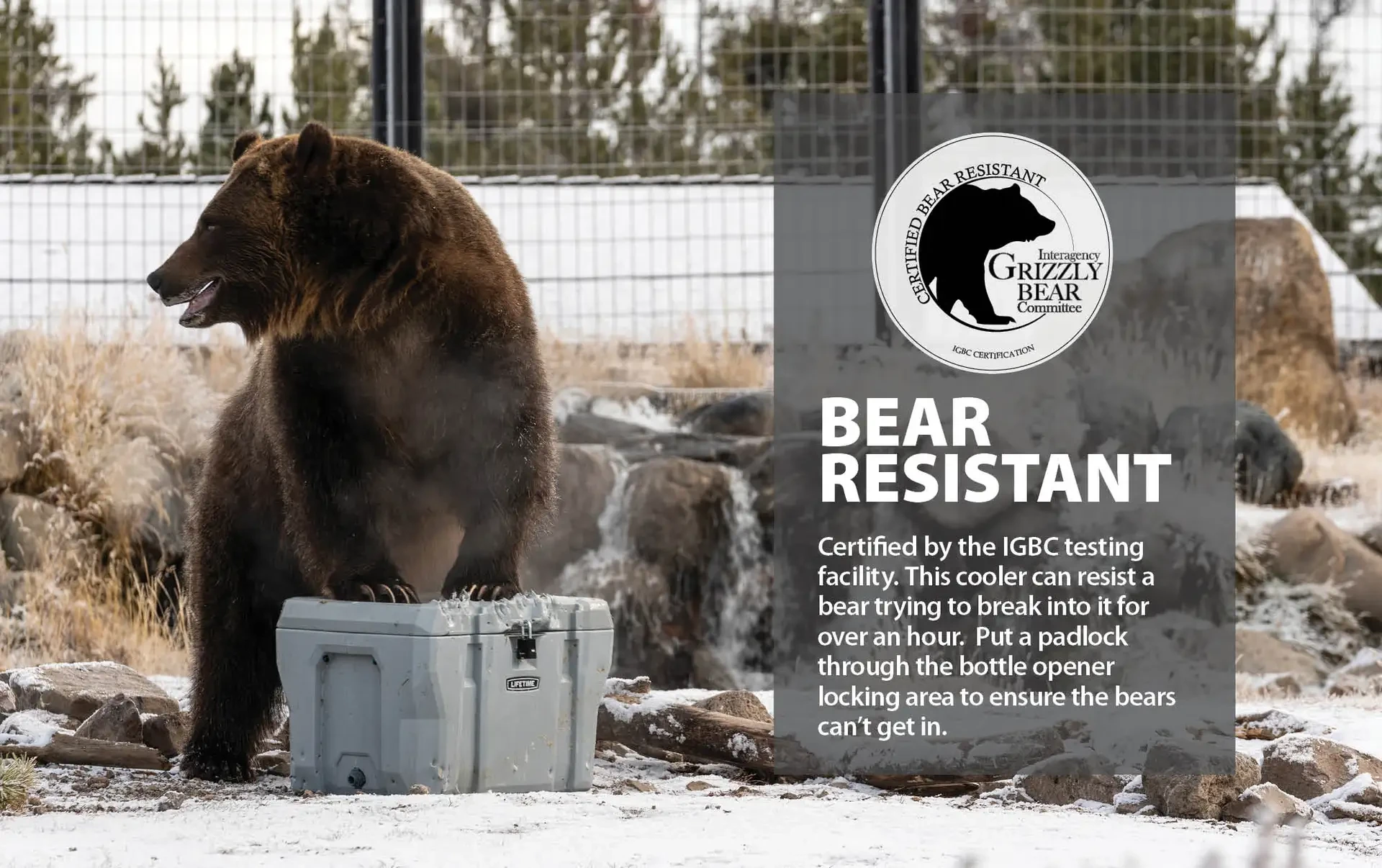 Grizzly bear standing on a Lifetime cooler with the IGBC certified bear resistant seal